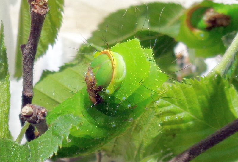 Saturniidae: Antheraea yamamai